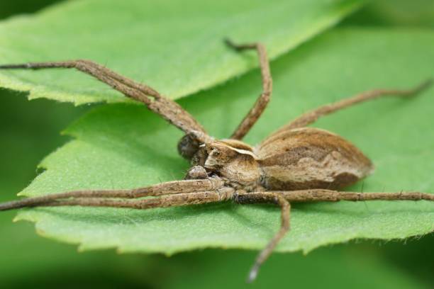 istock Closeup on a male nursery web spider, Pisaura mirabilis siiting on a green leaf 1488096360
