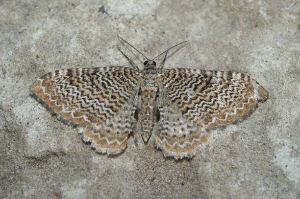 istock Closeup on a beatiful Scallop Shell geometer moth , Hydria undulata, with spread wings 1488096376