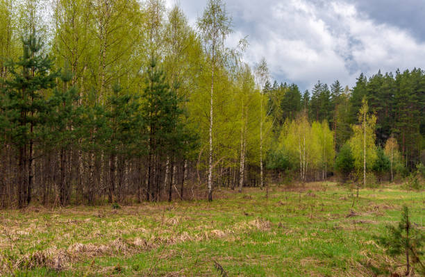 Forest in summer landscape