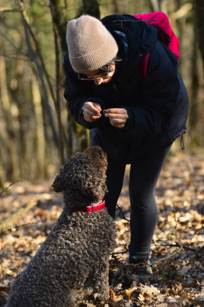 Truffle hunt training in the woods Truffle hunt training in the woods of Tuscany, purebred Lagotto Romagnolo search truffle smell lagotto romagnolo stock pictures, royalty-free photos & images