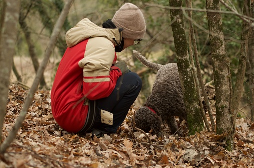 Truffle hunt in the woods of Tuscany, purebred Lagotto Romagnolo search truffle smell