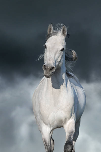 istock White arabian horse portrait 1488096795
