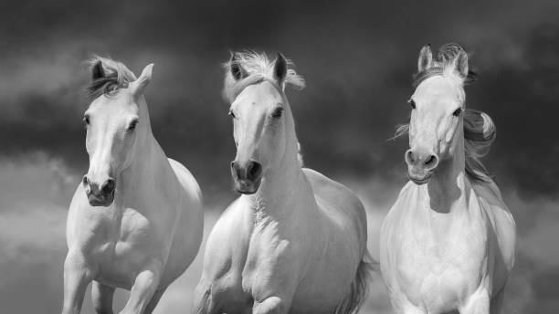istock White horses close up portrait in motion 1488096797