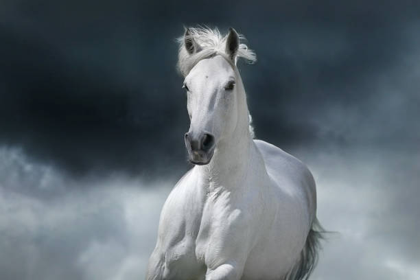 istock White arabian horse portrait 1488096798