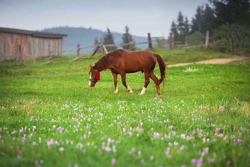 Beautiful horse on pasture against mountain view in crocus flowers