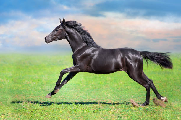 istock Black stallion gallop on spring green meadow 1488096800