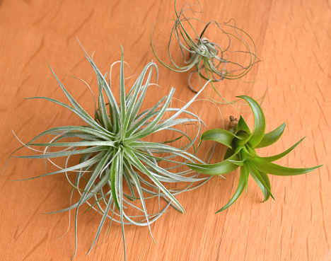 air plants on the table.