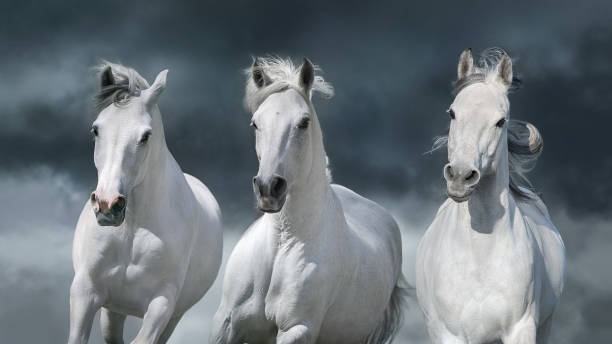istock White horse herd against the backdrop of a thunderstorm 1488096806