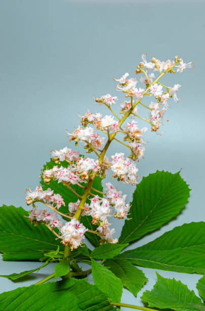 istock Horse-chestnut (Aesculus hippocastanum, Conker tree) flowers iso 1488098619