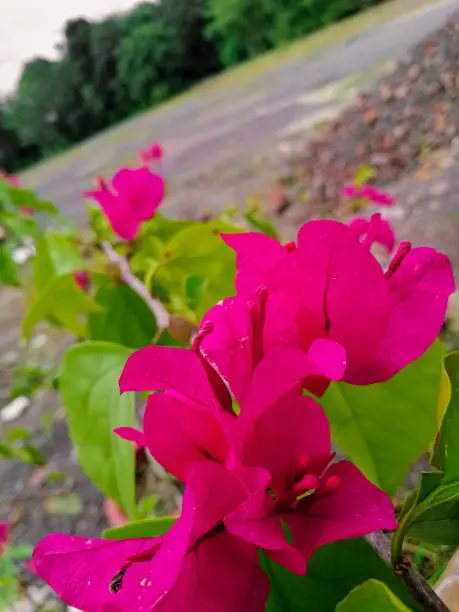 Paperflower also known as Bougainvillea glabra is a gorgeous flower and nice to see.