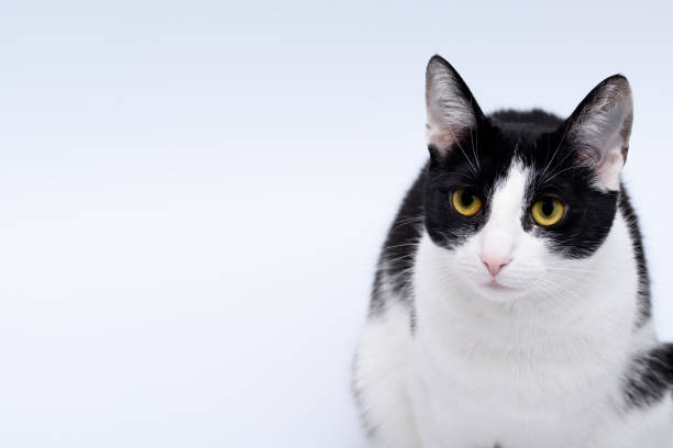 istock Black and white cat on the right side of the frame, space for text 1488100864