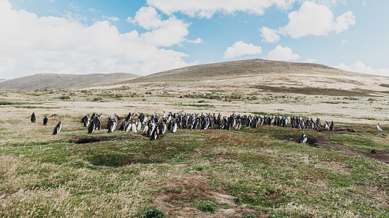 Magellan Penguin Colony on green grassland on the Highlands of Carcass Island - Island of the West Falkland Islands under blue summer skyscape. Carcass Island Highlands, West Falkland Islands - Islas Malvinas, British Overseas Territory, UK