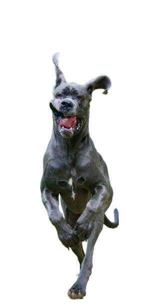 istock Funny attack of an impressive huge dog 1488102332
