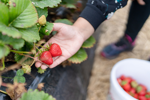 kid picking up strawberries on a strawberry farm