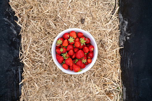freshly picked strawberries in a bucket
