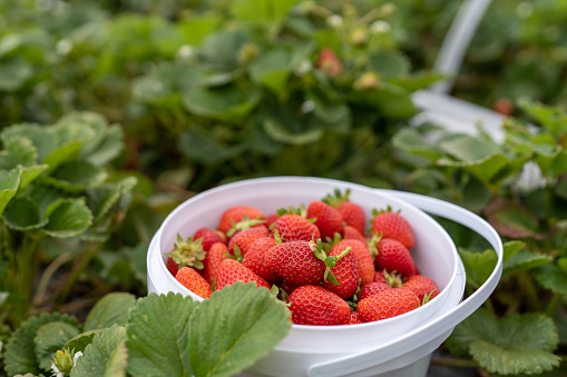 strawberry farm fruit picking