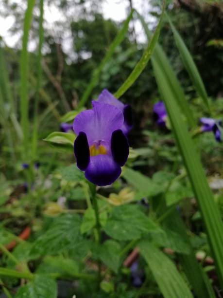 Purple flower bloom
