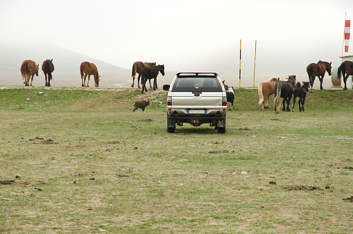 Highland drover in pickup truck with his horses during a foggy morning in Sibillini National Park