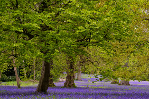 istock English Bluebell Wood, Cornwall 1488103859