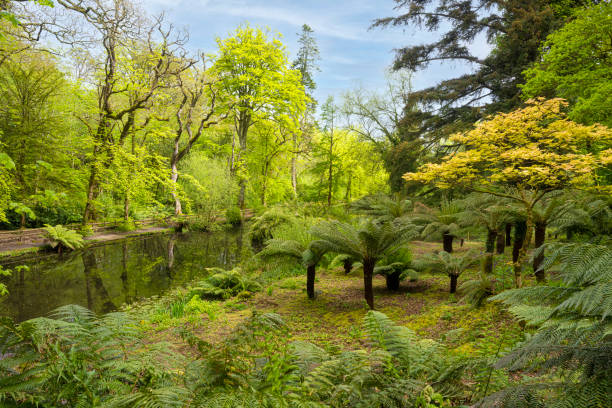 istock Tree Ferns,English Bluebell Wood, Cornwall 1488103949