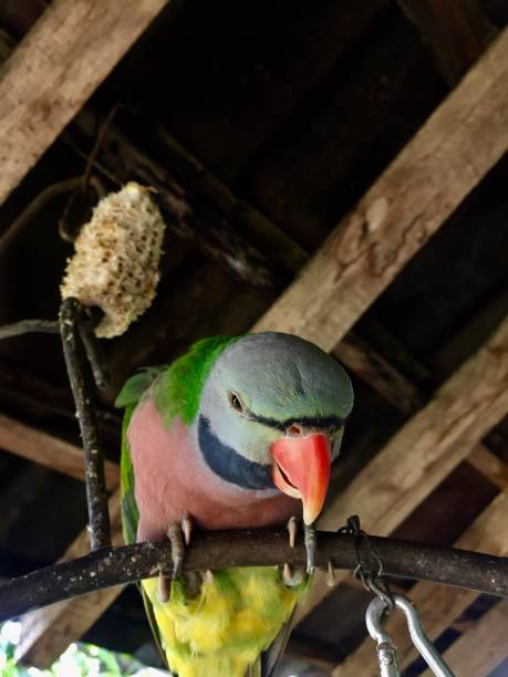 istock Psittacula alexandri who was looking down 1488104539