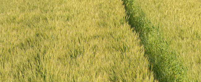 Background photo of wheat others in sunny weather. Taken with a full-frame camera in reverse light.