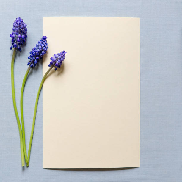 istock Flat lay composition with muscari flowers and envelope mockup with blank greeting card on light background. Minimal floral frame. Top view. Happy mother's day, women's day, birthday or wedding. 1488105536