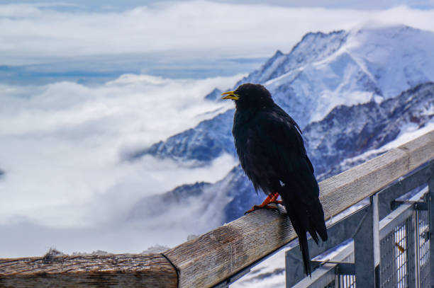 istock Pyrrhocorax graculus in Switzerland. 1488111324