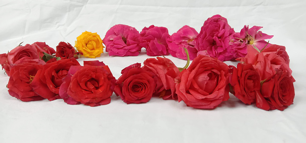 ed roses are Natural Rose Flower uses Weddings Flowers and Valentine's Day Valentine's day love symbol. Red roses flowers