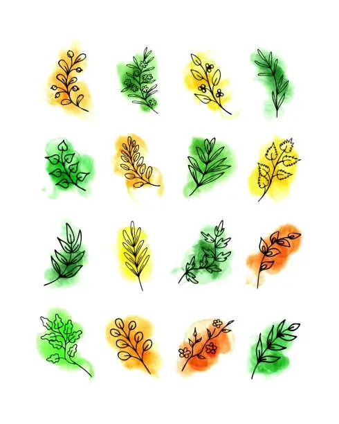 Vector illustration of Herbs, twigs on watercolor spots hand drawn