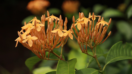 Ixora coccinea Plant and yellow flower Idly Poo Plant with green leaf background