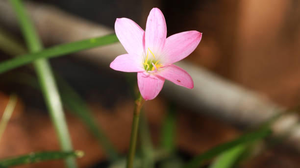 istock Pink is a beautiful flowering plant with blur background 1488115283