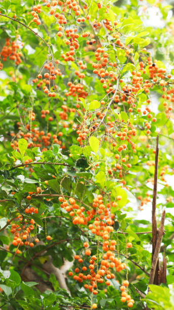 istock The small orange fruit clusters on the plant are beautiful 1488115508