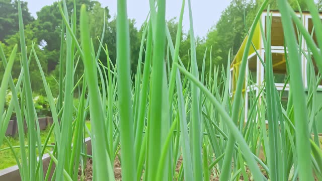 Green onions grow in a garden bed.