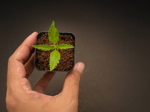 istock Hand holding potted of cannabis sapling plant. 1488115578