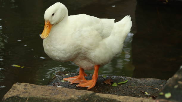 istock A white duck is standing near the water 1488115635