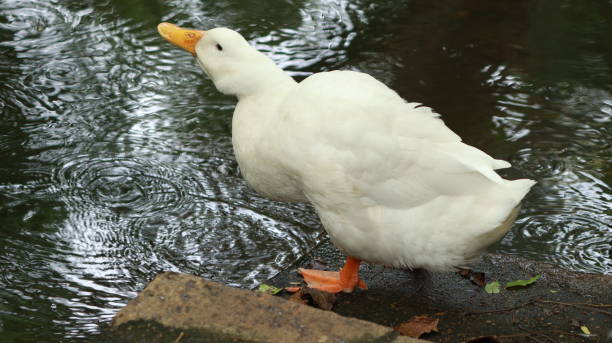 istock A white duck is standing near the water 1488115650