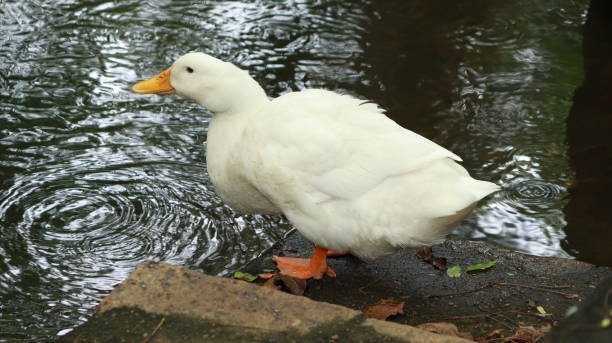 istock A white duck is standing near the water 1488115652
