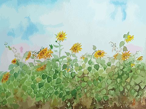 Aquarelle - sunflowers, blue sky, clouds. Watercolor landscape. Vector illustration.