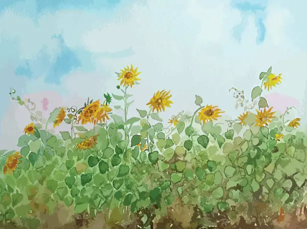 Vector illustration of Vector illustration of an aquarelle - beautiful sunflowers.
