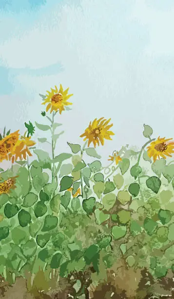 Vector illustration of Vector illustration of an aquarelle - beautiful sunflowers.