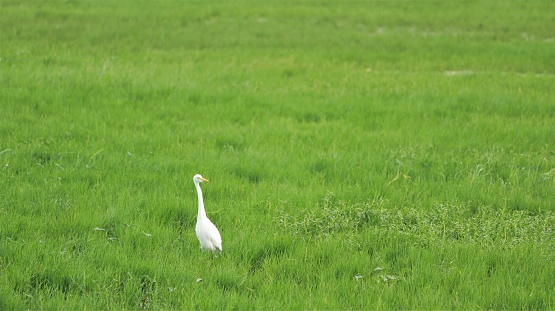 One of the white cranes stands on a green lake