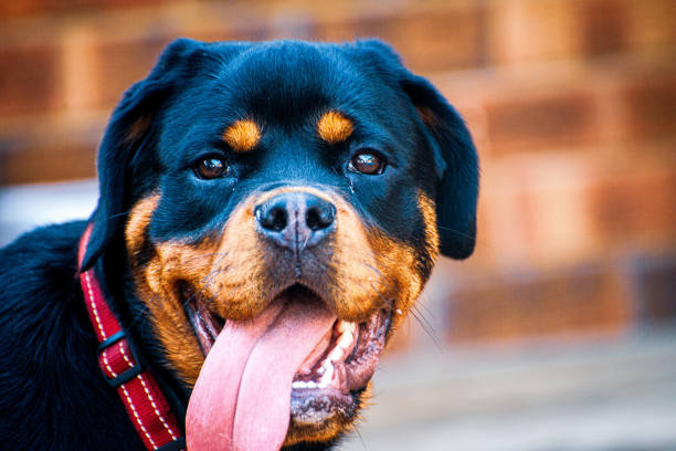 Smile ball in the mouth of  dog. Dog is holding red toy with painted wide smile. Fun walk with your pet in the dog park.