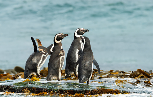 Group of Magellanic penguins on the beach in the Falkland Islands.