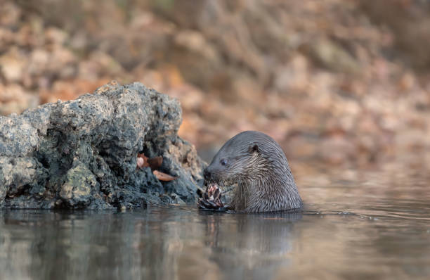 Neotropical otter eating a fish in a river Close up of a neotropical otter eating a fish in a river, Pantanal, Brazil. lontra longicaudis stock pictures, royalty-free photos & images