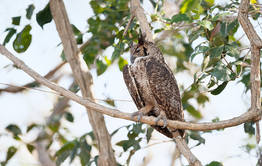 Close up of Great horned owl (Bubo virginianus nacurutu) perched in a tree, Pantanal, Brazil.