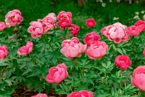 Close-up shot of the Peony (paeonia lactiflora) 'President Wilson' with large, divided leaves and showy large bowl-shaped, pink flowers in early summer
