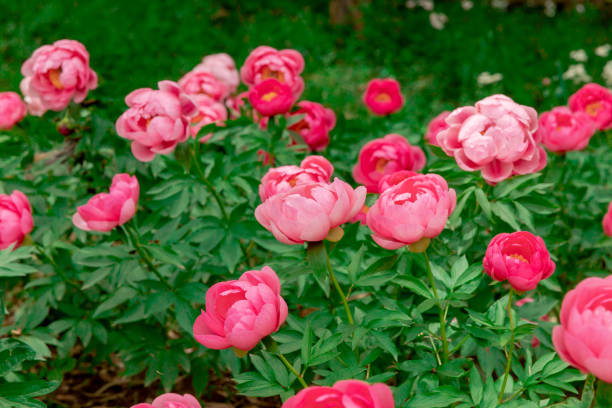 Peony flower blooming in Japanese garden stock photo