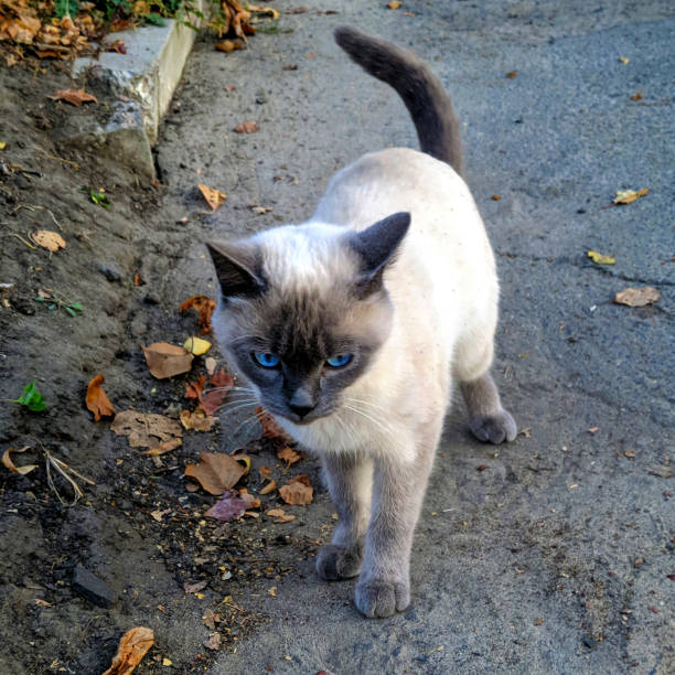 istock Siamese purebred cat young outdoors in autumn 1488118612