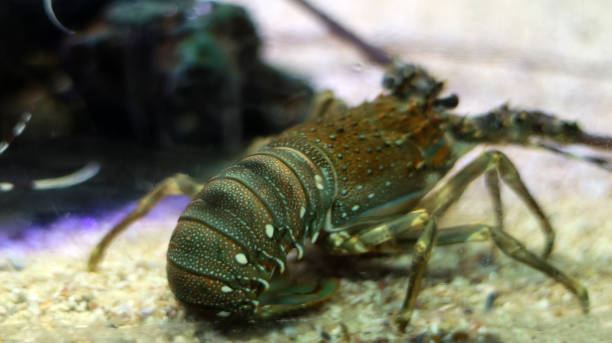 istock Lobster fish in the water 1488118632